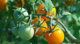 Какие сорта томатов подходят для теплиц из поликарбоната для средней полосы