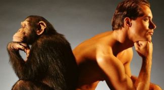 Какого рода существительные «шимпанзе» и «кенгуру» в русском языке