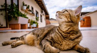 Как вывести блох у кошки народными средствами