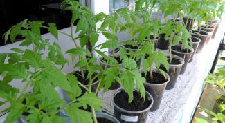 Как нужно ухаживать за рассадой томатов