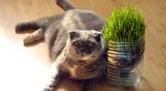 Какая трава нужна кошкам