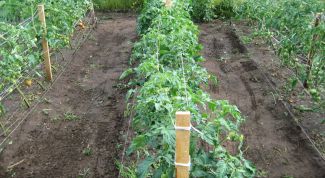 Когда и как нужно высаживать рассаду томатов в грунт