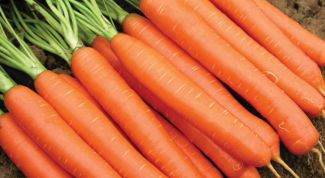 Когда сажать морковь на еду и на хранение