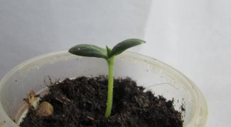 Как сеять огуречные семена в стаканчики