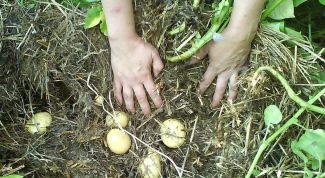 Как вырастить картофель без перекопки грунта