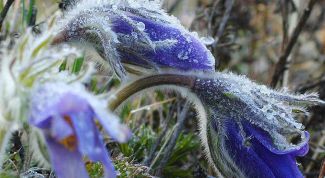 Весенние возвратные заморозки, их влияние на растения и действия садоводов