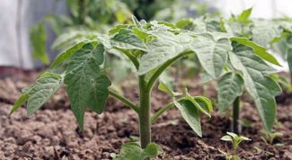 Как помочь рассаде томатов быстрее адаптироваться после высадки в теплицу