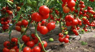 Как лучше разместить томаты в теплице