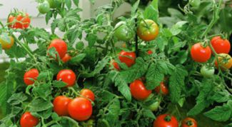 Нужно ли поливать томаты при выращивании в открытом грунте