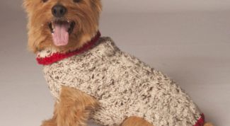 Как связать свитер для собачки