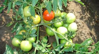 Как ускорить созревание помидоров: полезные хитрости