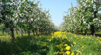 Как бороться с тлей на плодовых деревьях во время цветения в июне