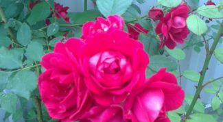 Как размножать розы черенками – 2 способа