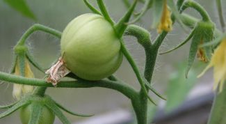 Как снизить температуру в теплице при выращивании помидоров