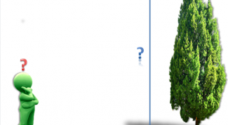 Как просто определить высоту дерева 