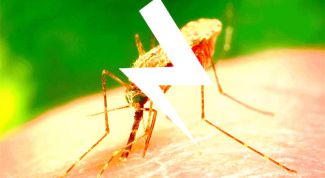 Как избавиться от комаров народными средствами