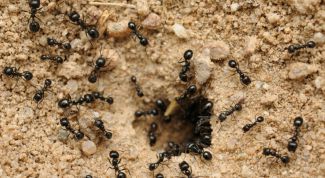 Как вывести муравьев из дома и с огорода
