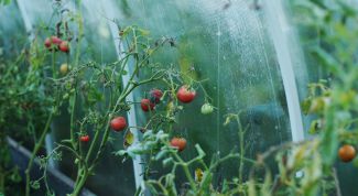 Что делать, если помидоры чернеют на кусту