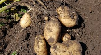 Можно ли в августе копать картошку