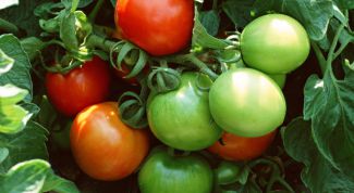 Как консервировать зеленые помидоры