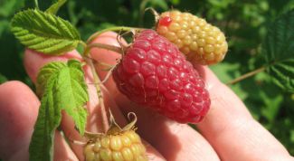 Чем подкормить малину летом для высокого урожая