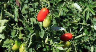 Почему у помидоров сворачиваются листья в трубочку