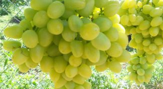 Как выращивать виноград Аркадия правильно