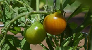 Нужно ли у томатов обрывать нижние листья