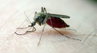 Как уменьшить зуд от комариных укусов