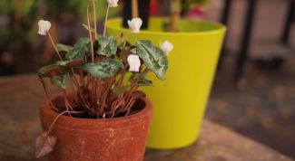 Как пересаживать комнатные растения осенью