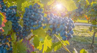 Когда и как обрезать виноград осенью