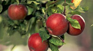 Почему яблони, груши, вишни и сливы плодоносят не каждый год