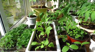 Можно ли вырастить овощи на подоконнике