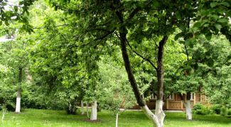Когда лучше всего пересаживать взрослые плодовые деревья в саду