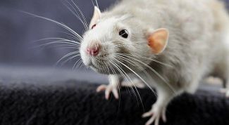 Как избавиться от крыс народными средствами