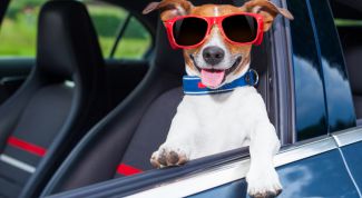 Как подготовиться поездке  на автомобиле, если собаку укачивает