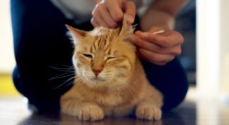 Можно ли чистить уши перекисью водорода кошкам