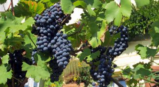 Правила осенней обрезки винограда