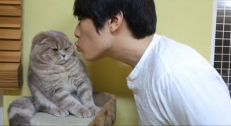 Можно ли целовать кошек домашних