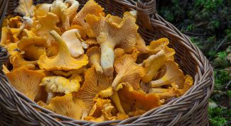 Можно ли грибы при грудном вскармливании