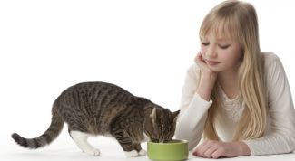 Как кормить кошку? Вечная дилемма владельцев