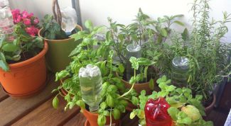Как обеспечить комнатные растения влагой при длительном отсутствии