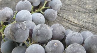 Что делать с виноградом осенью?