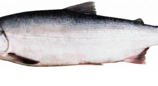 Рыба нерка: пошаговые рецепты с фото для легкого приготовления