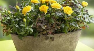 Комнатная роза - правила выращивания и ухода