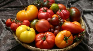 Лучшие сорта томатов для теплиц с описанием и фото