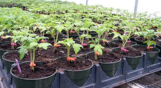 Как правильно посеять томаты на рассаду 