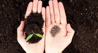 Как сажать семена на рассаду: важные моменты для хорошего урожая