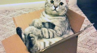 Почему кошки любят сидеть в коробках