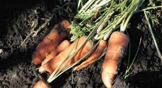 Когда сажать морковь весной в открытый грунт